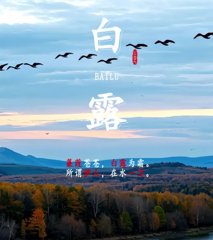 二十四节气白露竖版AE模板