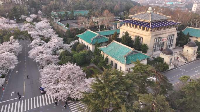 4K武汉大学樱花盛开