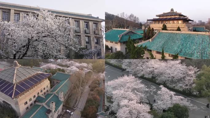 4K武汉大学樱花盛开