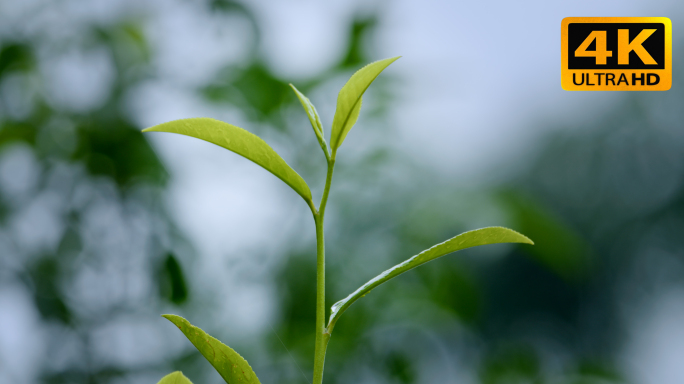【春茶合集】采茶 摊晾 茶山泡茶制茶工艺