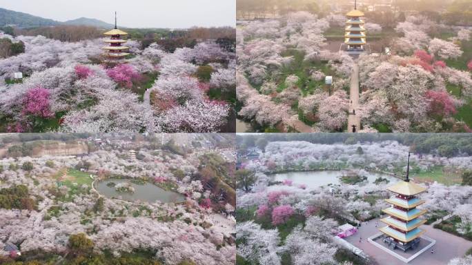 4K武汉东湖春日樱花园盛开航拍