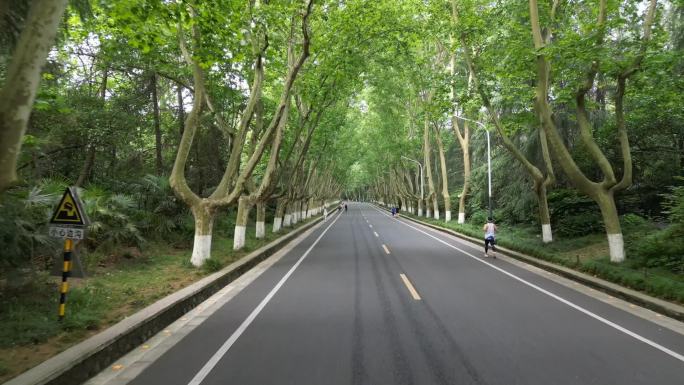 南京中山陵陵园路梧桐大道晨跑