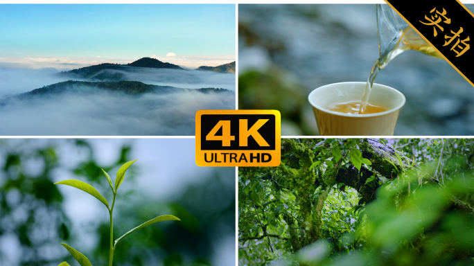 【茶合集】茶 春茶 采茶 茶叶冲泡明前茶