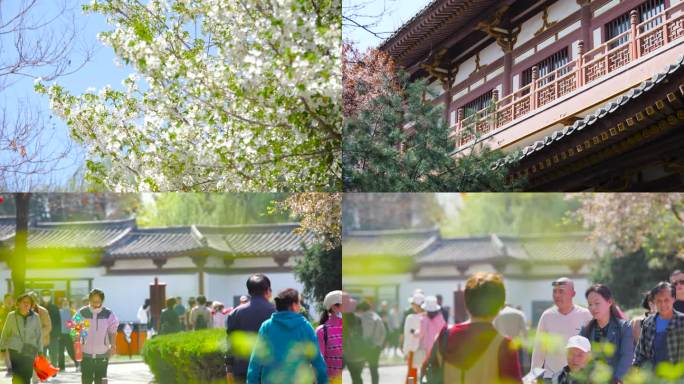 西安青龙寺赏樱花人流涌动4K实拍