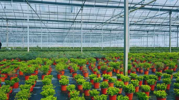 4K大型现代化花卉苗木大棚 园林园艺花卉