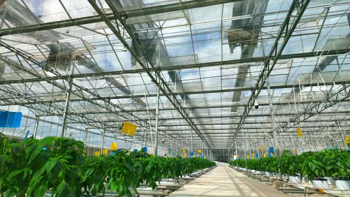 辣椒玻璃大棚 高标准蔬菜设施农业