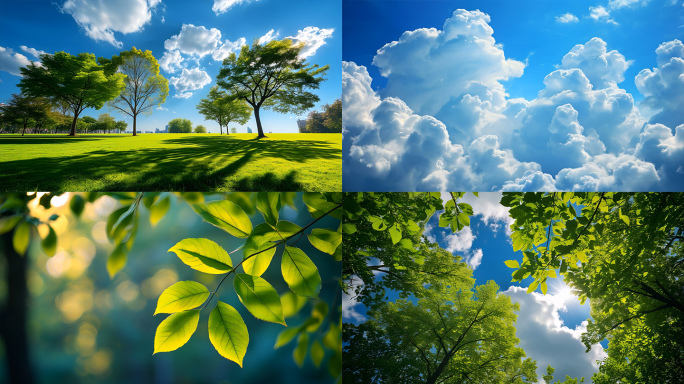 4K夏日蓝天白云阳光树叶青草