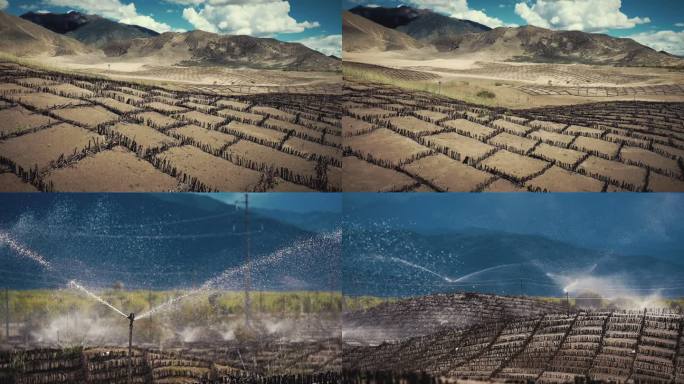草方格沙障 防沙固沙治沙植
