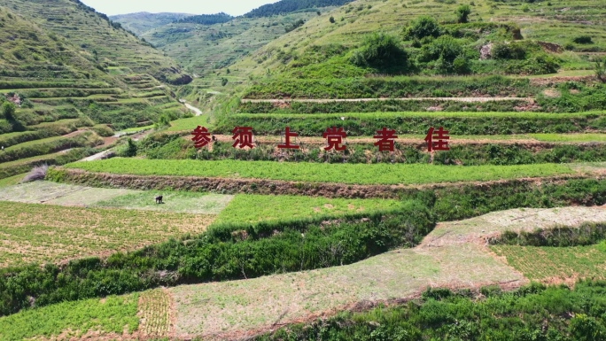 山西长治平顺党参种植基地