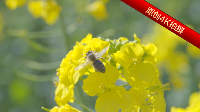 油菜花蜜蜂采蜜特写 油菜花特写