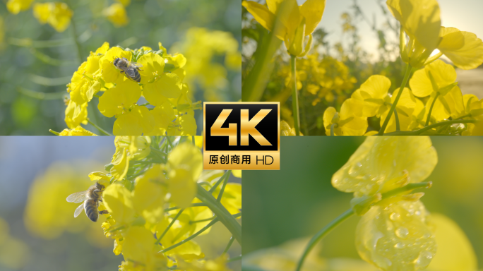 油菜花蜜蜂采蜜特写 油菜花特写