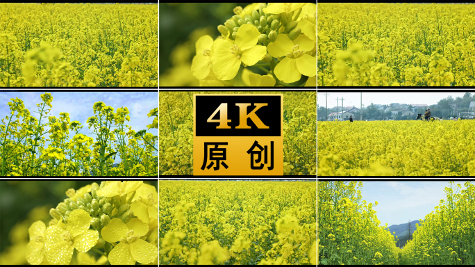 油菜花田花海菜花蜜蜂春天油菜地农业仰拍花
