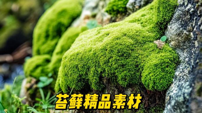 苔藓青苔