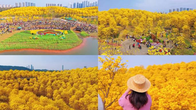 南宁青秀山黄花风铃木 风铃花盛开