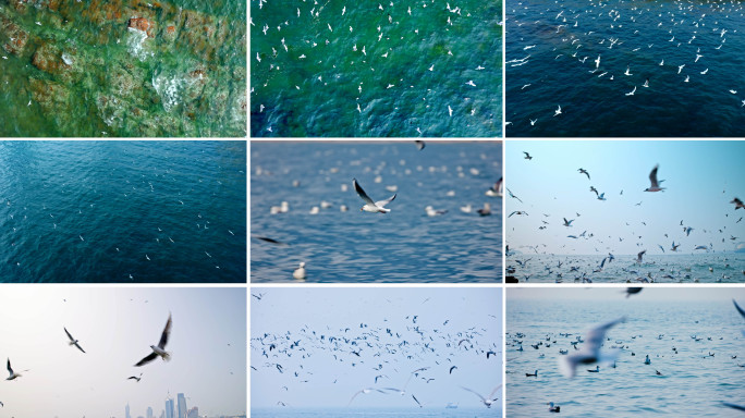 【合集】大海海平面上飞翔的海鸥