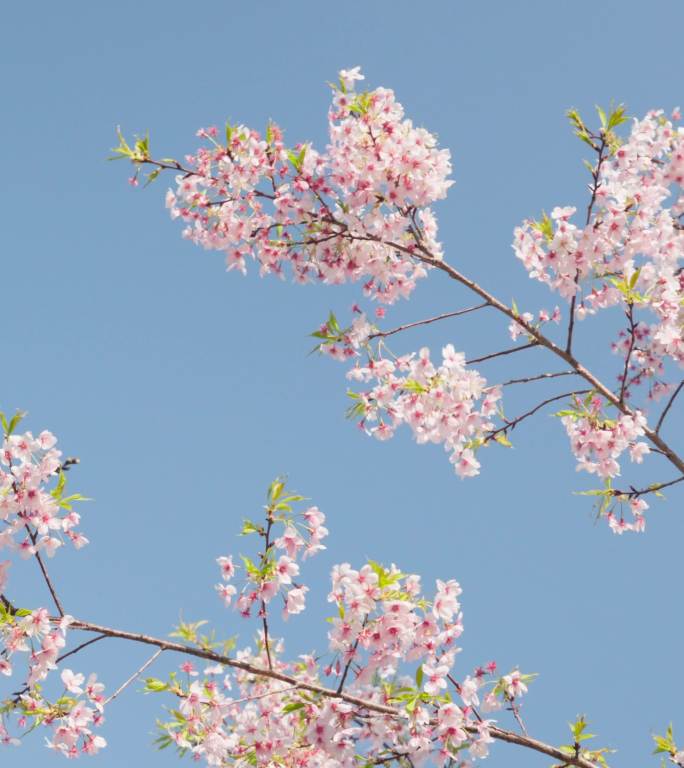 晴空下的烂漫樱花