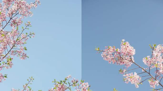 晴空下的烂漫樱花