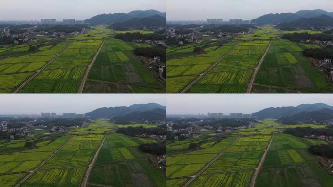 航拍，乡村油菜花田园风光油菜花田航拍景观