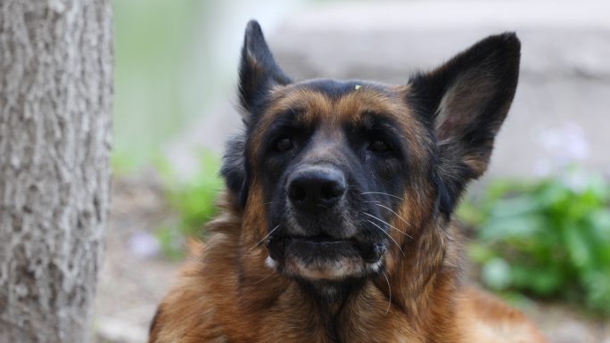德国牧羊犬休息特写