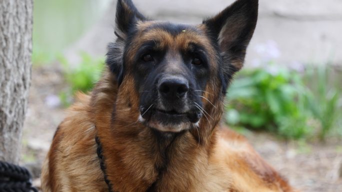 德国牧羊犬休息特写