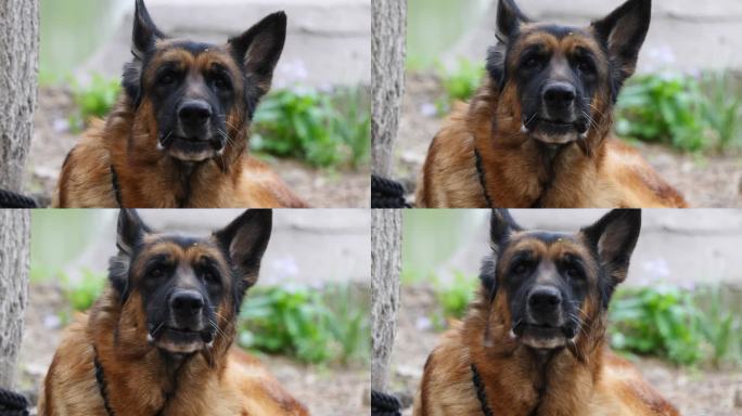 德国牧羊犬休息特写