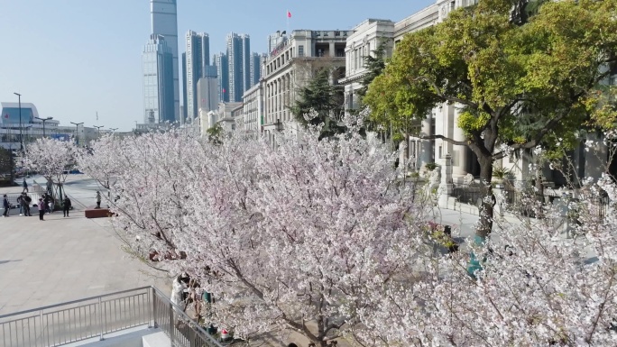 武汉江滩民国建筑群樱花盛开