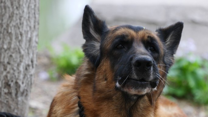 德国牧羊犬休息特写