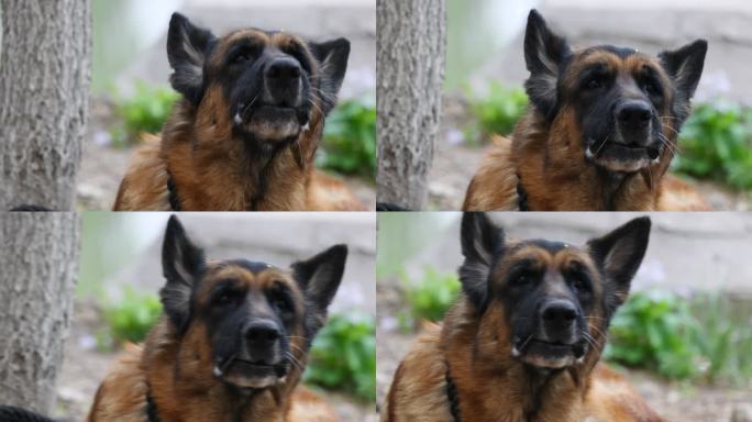 德国牧羊犬休息特写