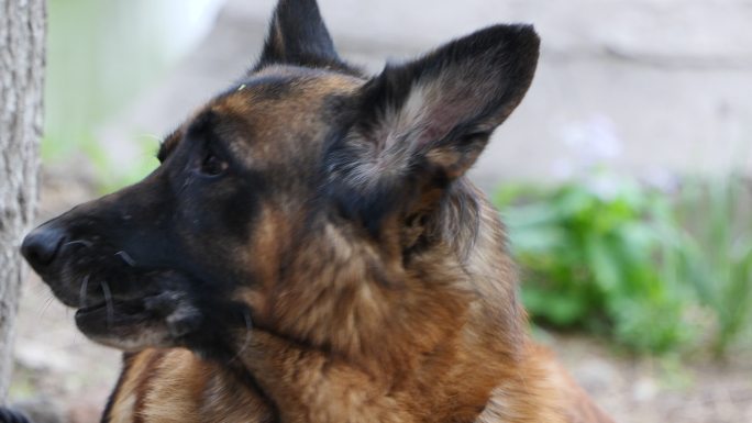 德国牧羊犬休息特写