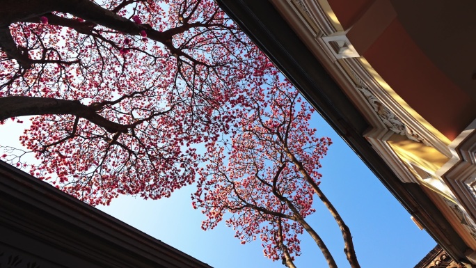 南京总统府古建筑玉兰花开 光影交错
