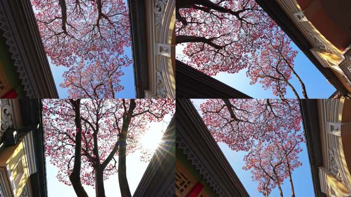 南京总统府古建筑玉兰花开 光影交错