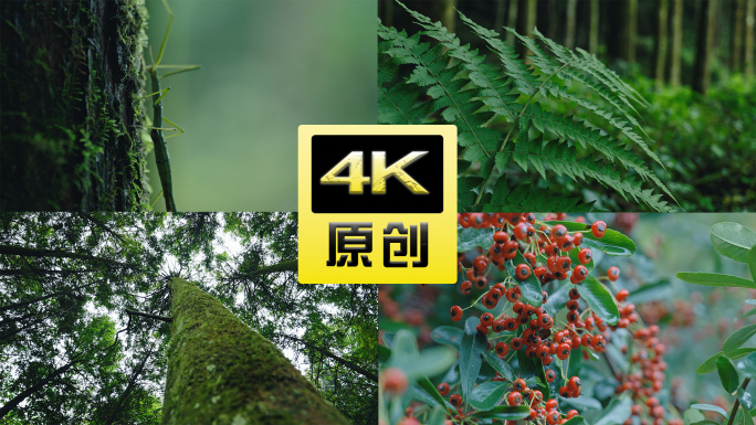 崇州琉璃坝竹节虫4k苔藓树木森林果实