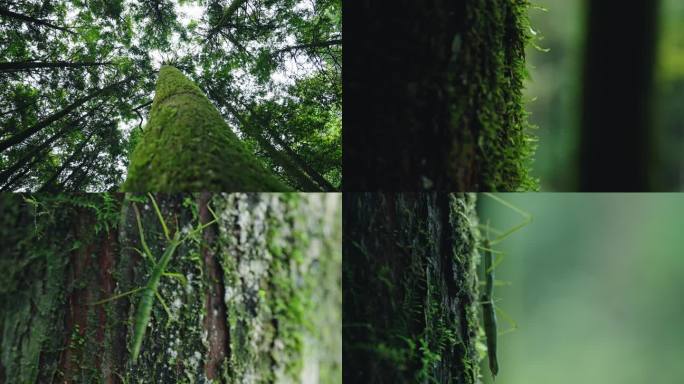 崇州琉璃坝竹节虫4k苔藓树木森林果实