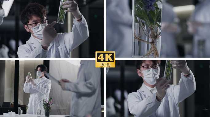 科研人员植物研究 实验室植物培养生物研究
