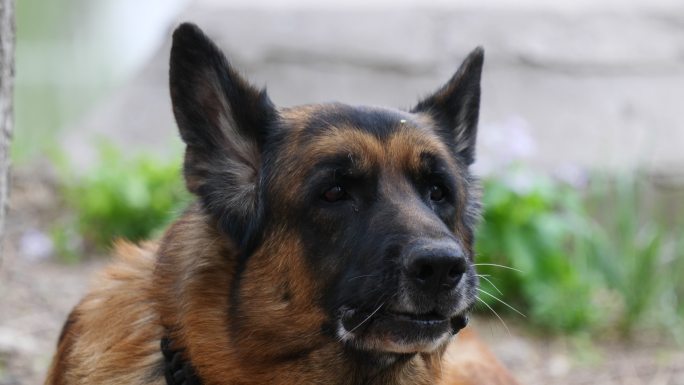 德国牧羊犬休息特写