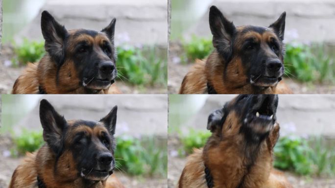 德国牧羊犬休息特写
