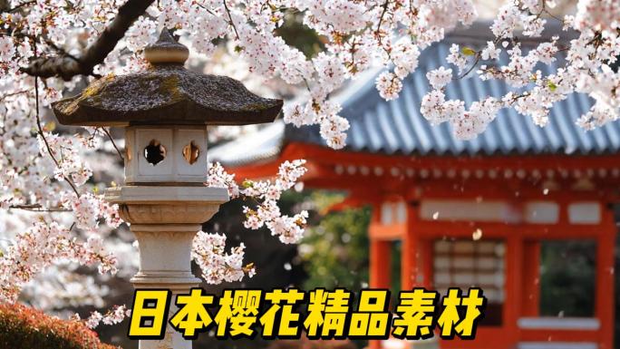 日本樱花精品素材