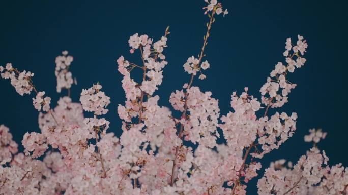 武汉江滩樱花夜樱的浪漫