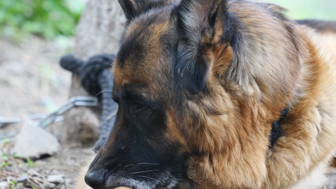 德国牧羊犬休息特写
