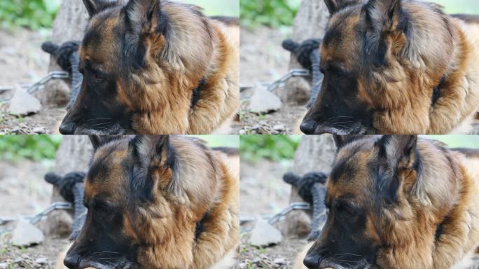 德国牧羊犬休息特写