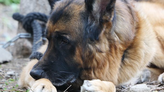 德国牧羊犬休息特写
