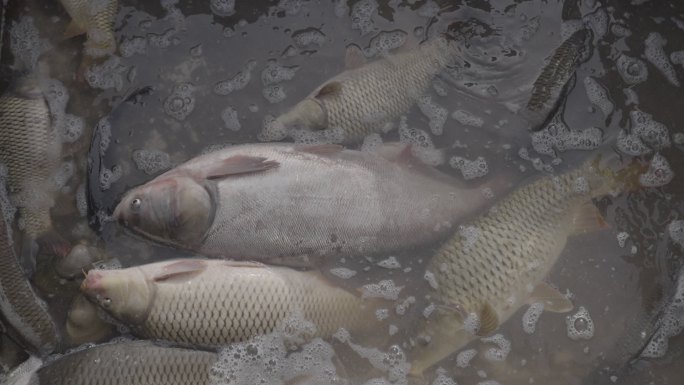 水中鲜活大鱼特写