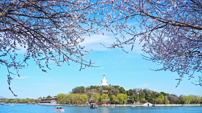 北海公园樱花 白塔寺 樱花 北京樱花