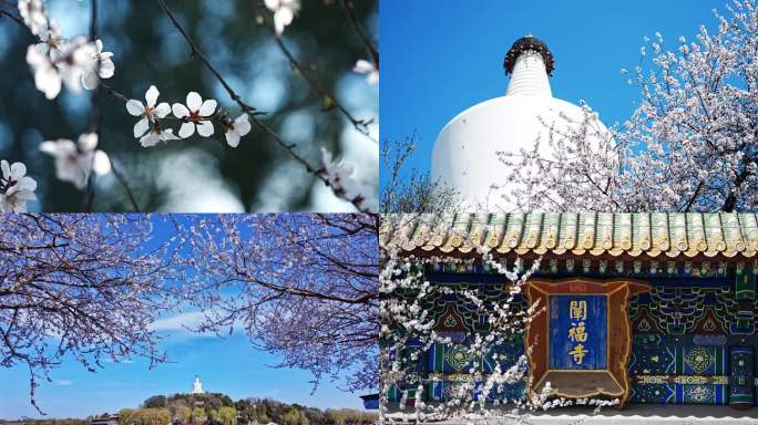 北海公园樱花 白塔寺 樱花 北京樱花