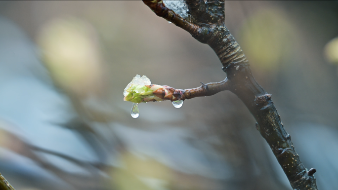 唯美春雪花枝绽放春意盎然冰雪融化万物复苏