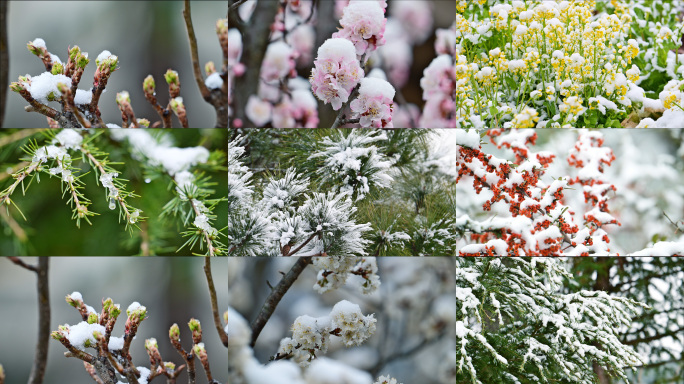 唯美春雪花枝绽放春意盎然冰雪融化万物复苏