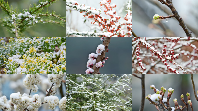 唯美春雪花枝绽放春意盎然冰雪融化万物复苏