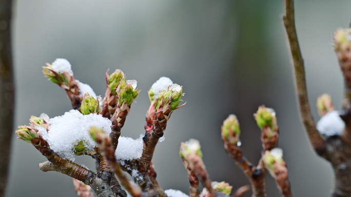 唯美春雪花枝绽放春意盎然冰雪融化万物复苏