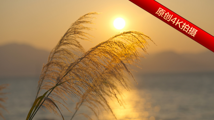 芦苇荡的金色夕阳暖阳下的芦苇摇曳