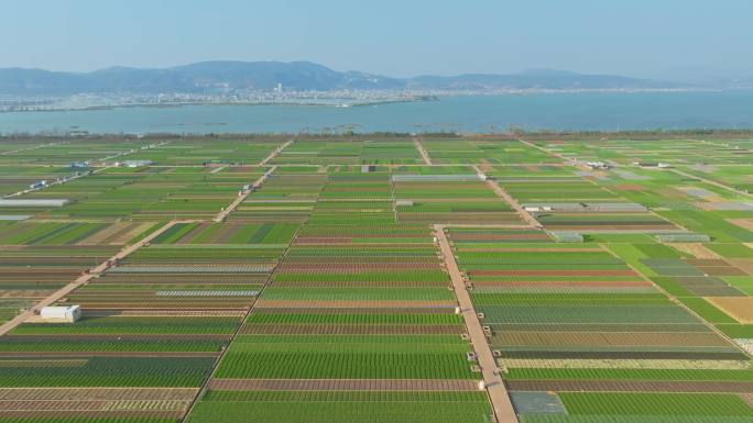 航拍云南玉溪通海杞麓湖蔬菜种植基地